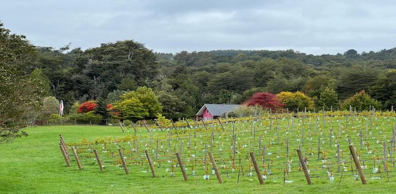 Sabores y Camaradería entre Viñedos