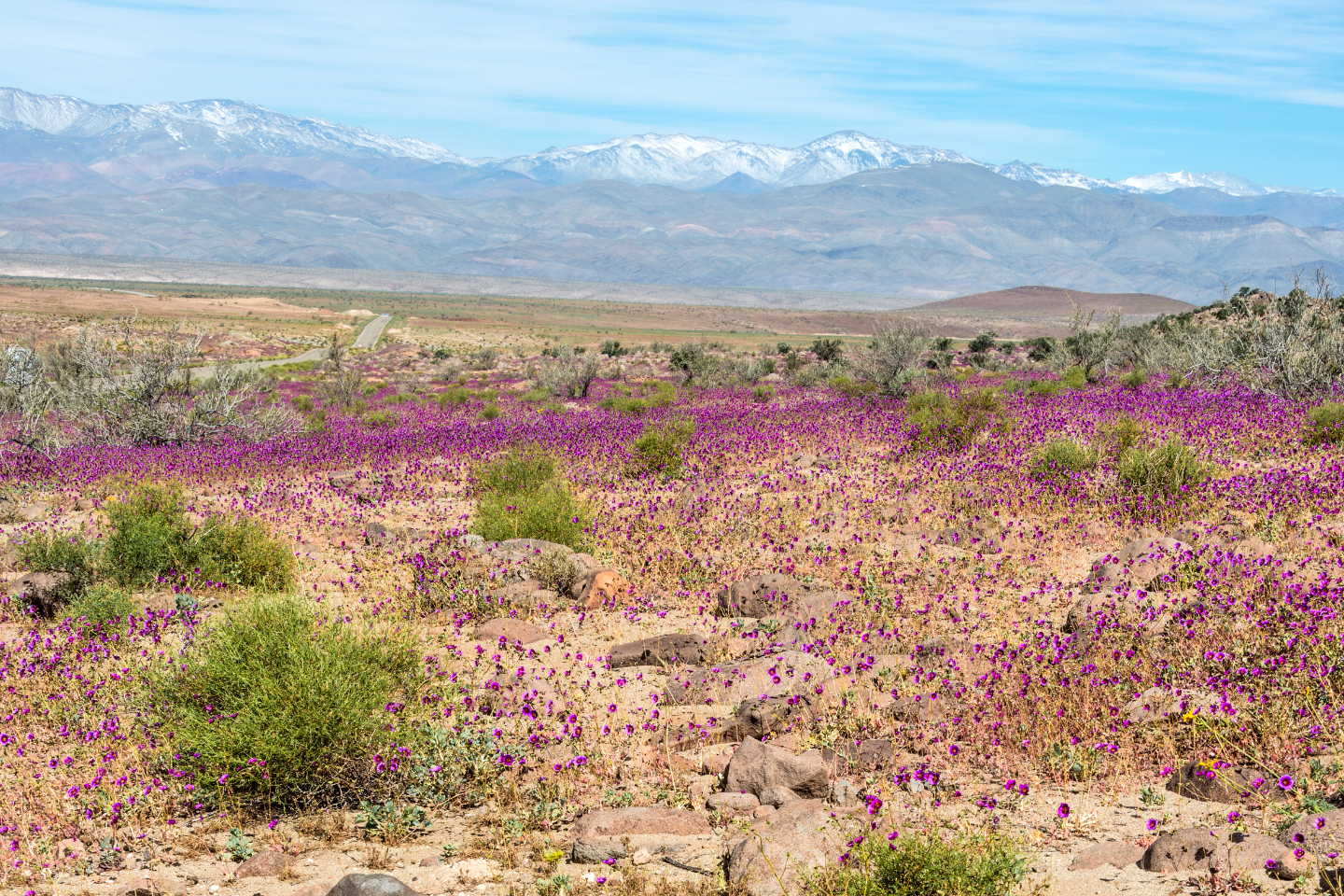 Paseo al desierto florido